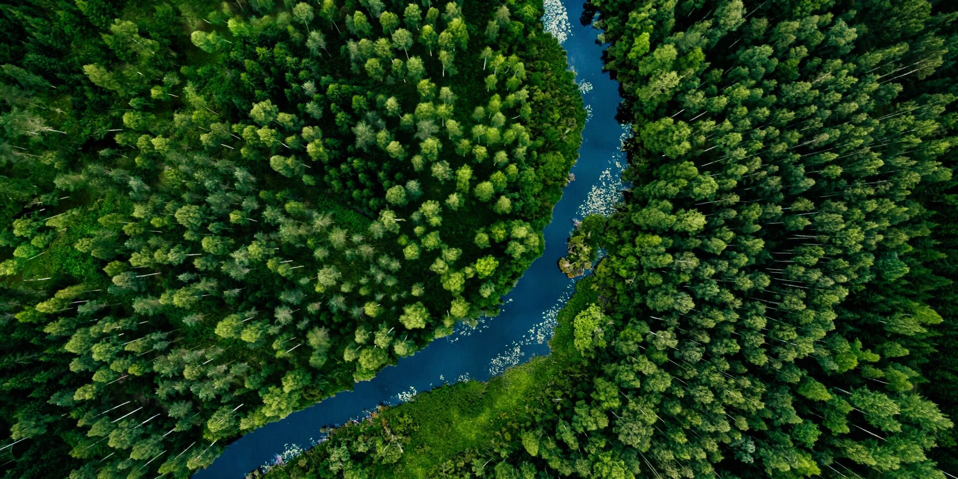 Road in forest birdeye view image