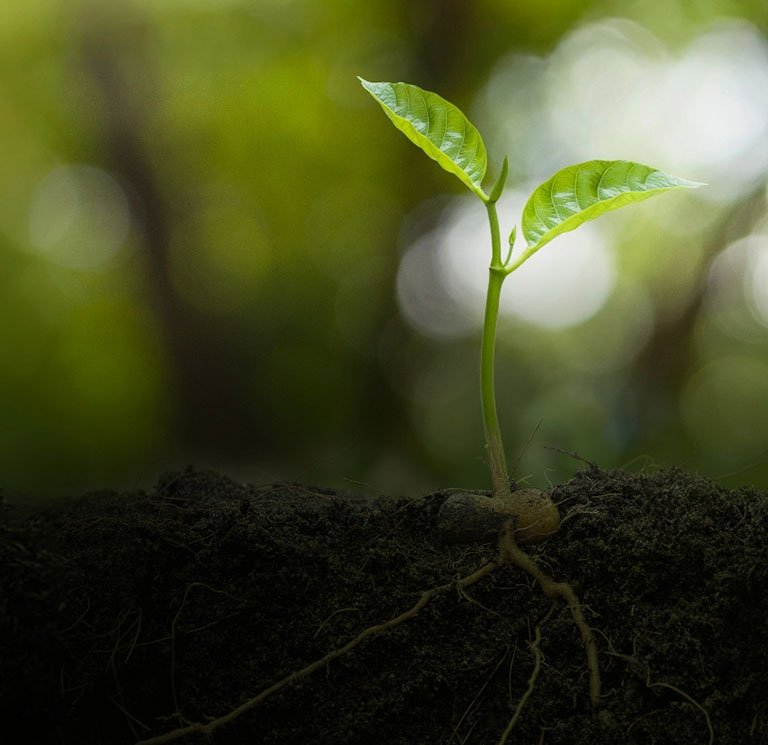 Green plant banner sm