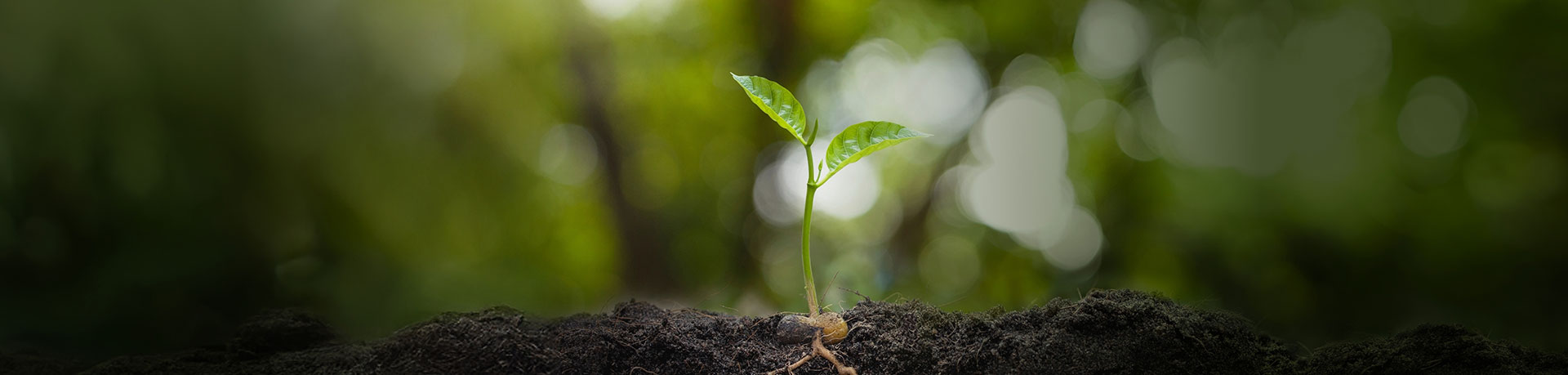 Green plant banner
