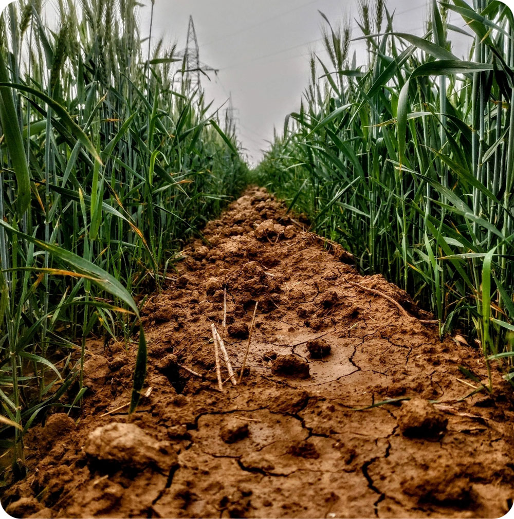 Freshly seeded crops