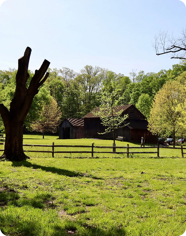 Front yard