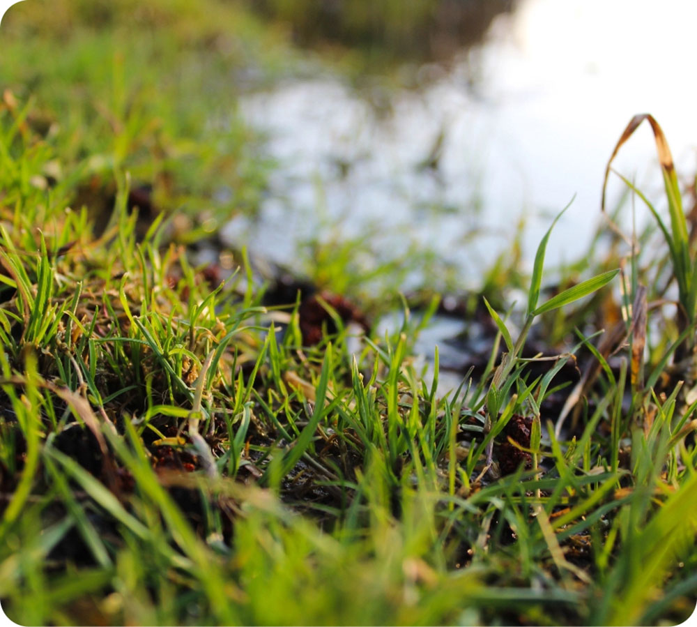 Grass water