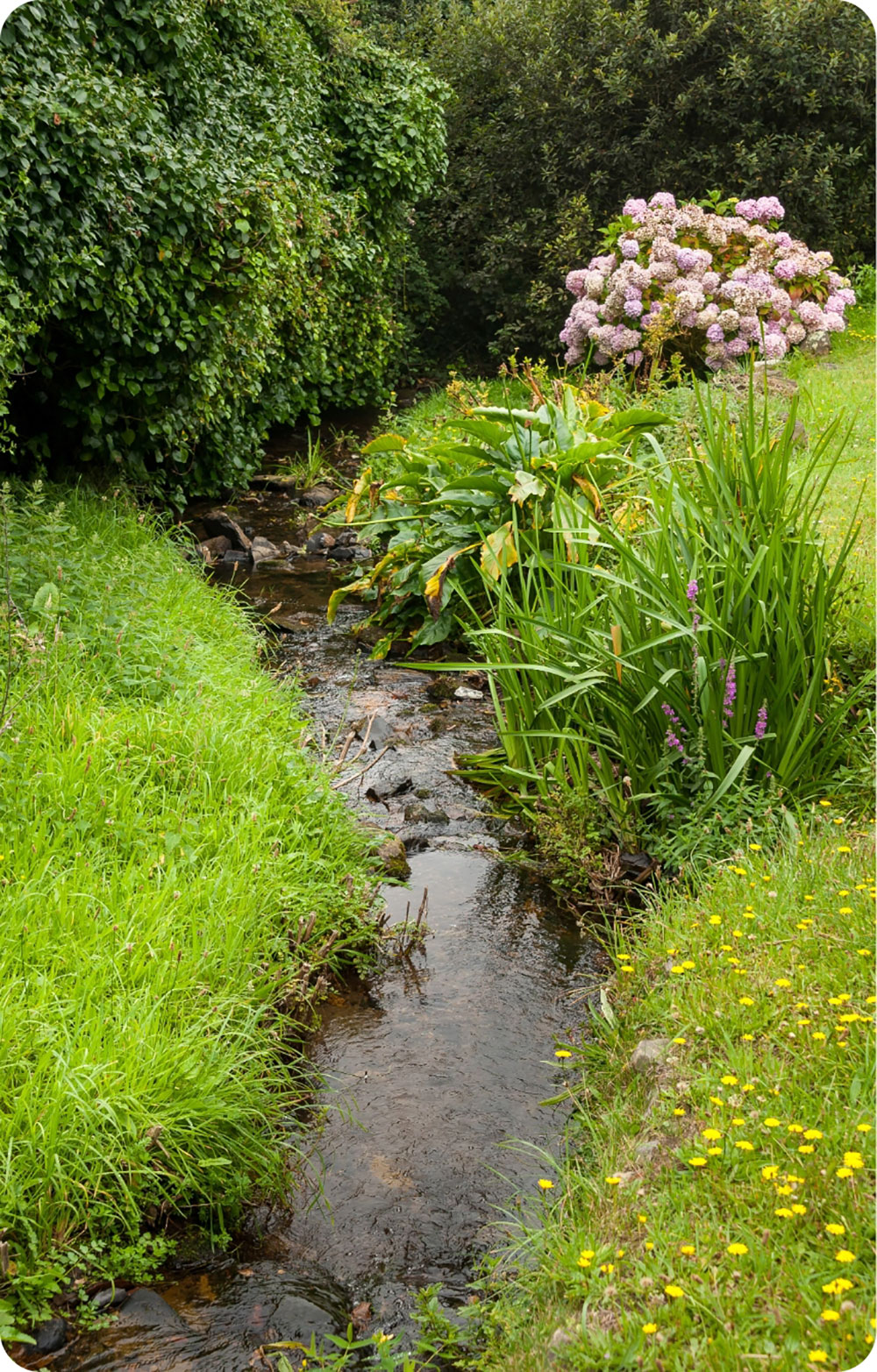 Water stream ingarden
